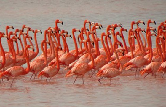 Flamingoes 