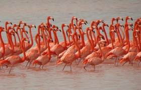 Flamingoes 