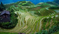 3888 Longji Rice Terraces