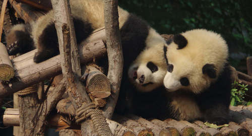 Pandas géants de Chengdu