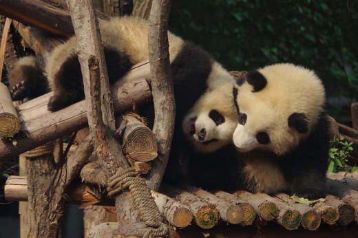 Chengdu & Pandas