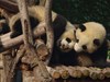 Pandas géants de Chengdu
