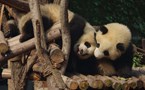 Chengdu & Pandas