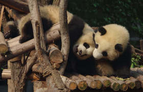 Chengdu & Pandas