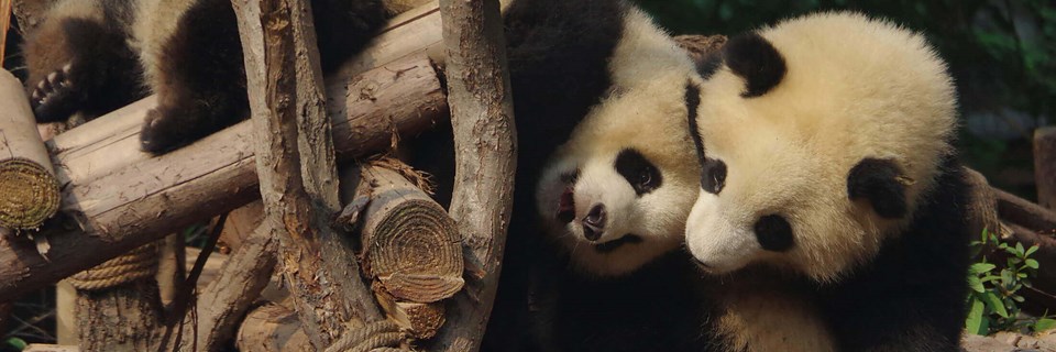 Chengdu & Pandas