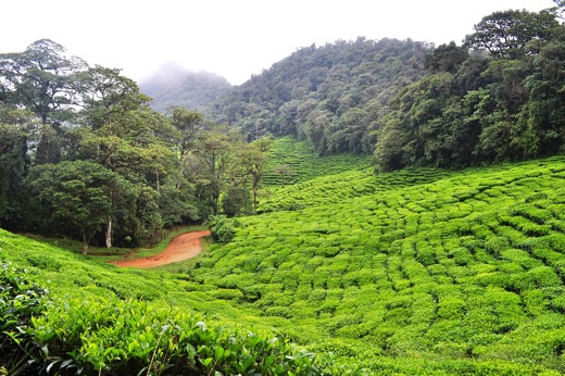 3923 An Exotic Colombia Emerges From The Shadows