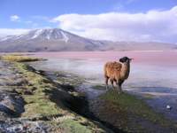 3966 Lagoons Of The Southern Altiplano