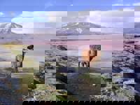 3966 Lagoons Of The Southern Altiplano