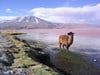 3966 Lagoons Of The Southern Altiplano