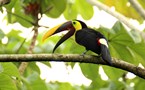 Oiseau Toucan au Costa Rica