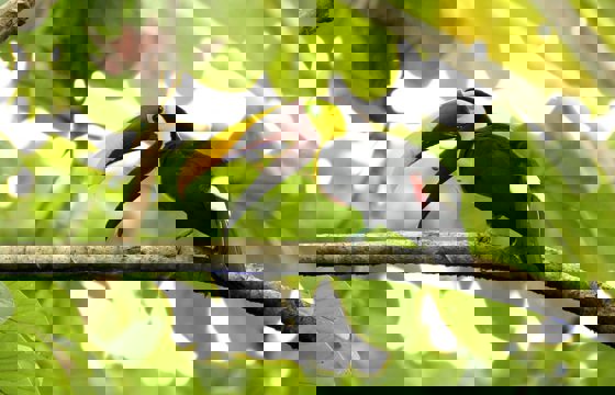 A vibrant toucan rests on a branch, its bold beak cutting through the lush Costa Rican canopy. 