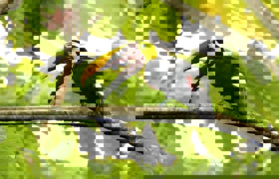 A vibrant toucan rests on a branch, its bold beak cutting through the lush Costa Rican canopy. 