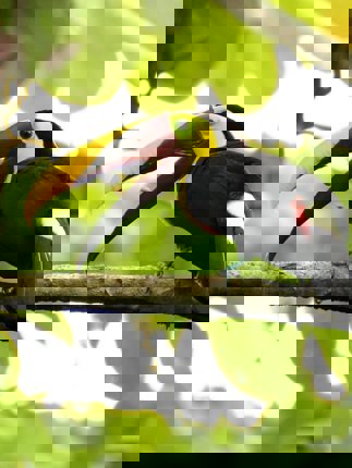 Oiseau Toucan au Costa Rica