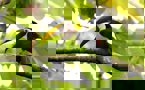Toucan