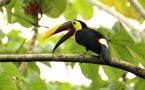 Toucan