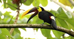 Oiseau Toucan au Costa Rica