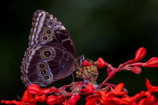 Close-up of a brown owl butterfly with eye-like markings resting on vibrant red flowers in Costa Rica's butterfly garden. 