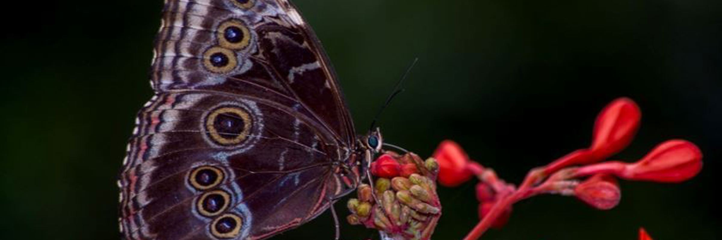 Close-up of a brown owl butterfly with eye-like markings resting on vibrant red flowers in Costa Rica's butterfly garden. 