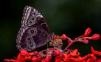 9266 Selvatura Walkway & Butterfly Garden
