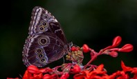 9266 Selvatura Walkway & Butterfly Garden