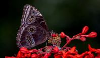 9266 Selvatura Walkway & Butterfly Garden