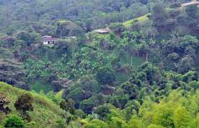 Culture du café en Colombie