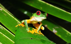 A red-eyed tree frog resting on a bright green leaf in Costa Rica's lush rainforest. 
