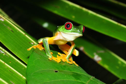 A red-eyed tree frog resting on a bright green leaf in Costa Rica's lush rainforest. 