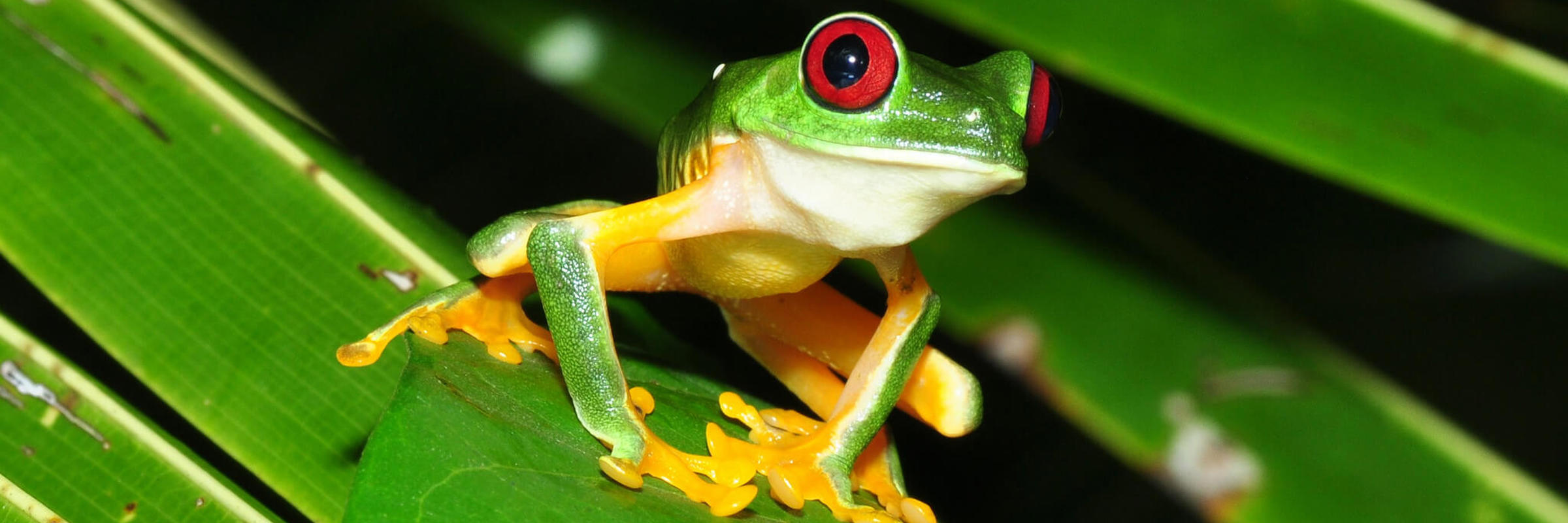 A red-eyed tree frog resting on a bright green leaf in Costa Rica's lush rainforest. 