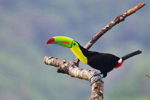 Toucan