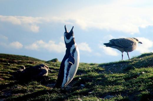 A Magellanic penguin stands upright beside a gull on a grassy hill under soft daylight on Chile's Magdalena Island. 