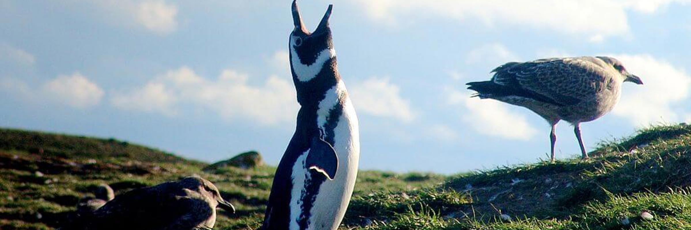 A Magellanic penguin stands upright beside a gull on a grassy hill under soft daylight on Chile's Magdalena Island. 