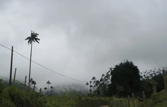 5400 Cocora Valley & Salento