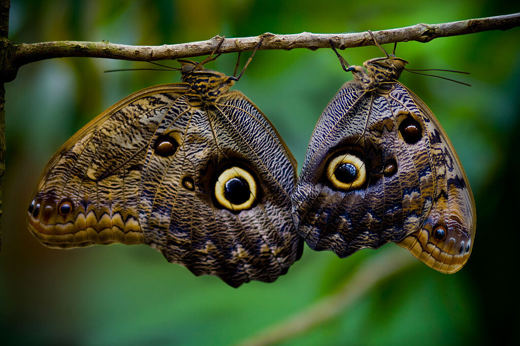 Two owl butterflies perched on a branch, their patterned wings creating perfect camouflage at La Paz Waterfall Gardens in Costa Rica.