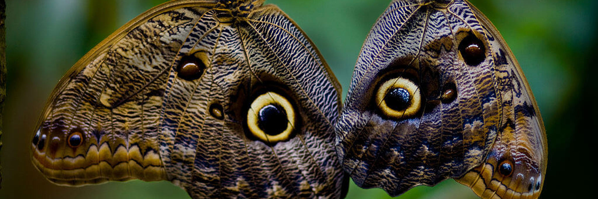 Two owl butterflies perched on a branch, their patterned wings creating perfect camouflage at La Paz Waterfall Gardens in Costa Rica.