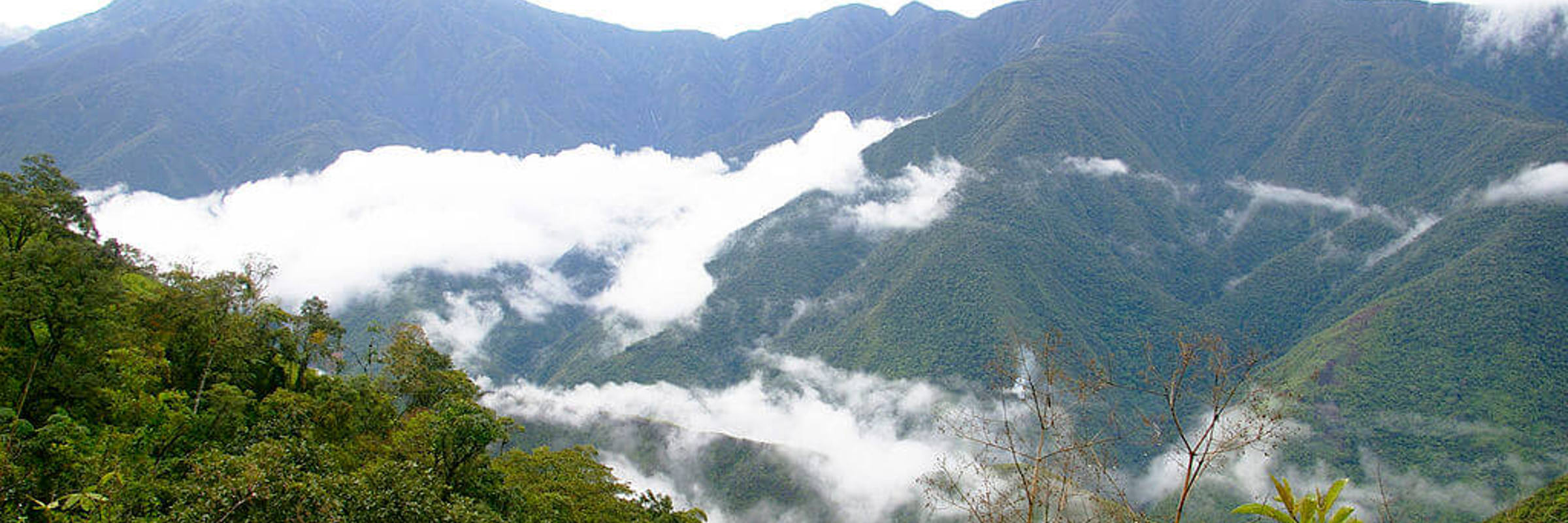 9361 Los Yungas, Coffee Plantations & Wildlife Refuge