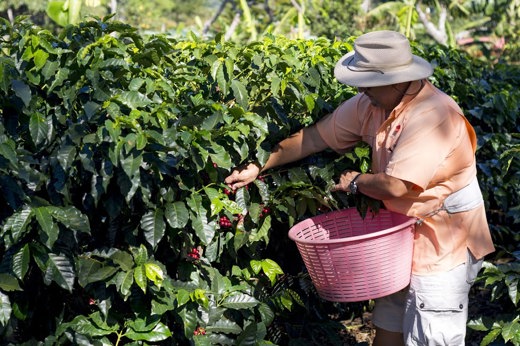 A worker in a sunhat handpicks ripe coffee cherries into a pink basket at Doka Coffee Plantation in Costa Rica. 
