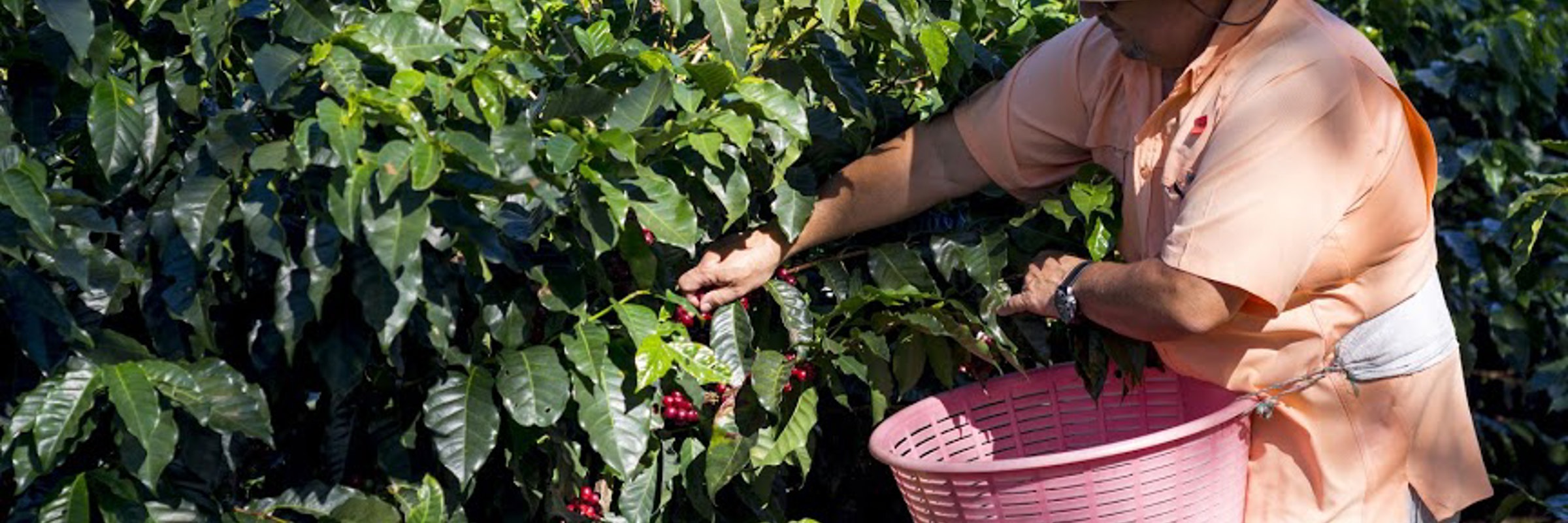 A worker in a sunhat handpicks ripe coffee cherries into a pink basket at Doka Coffee Plantation in Costa Rica. 