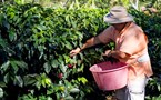 9263 Doka Coffee Plantation