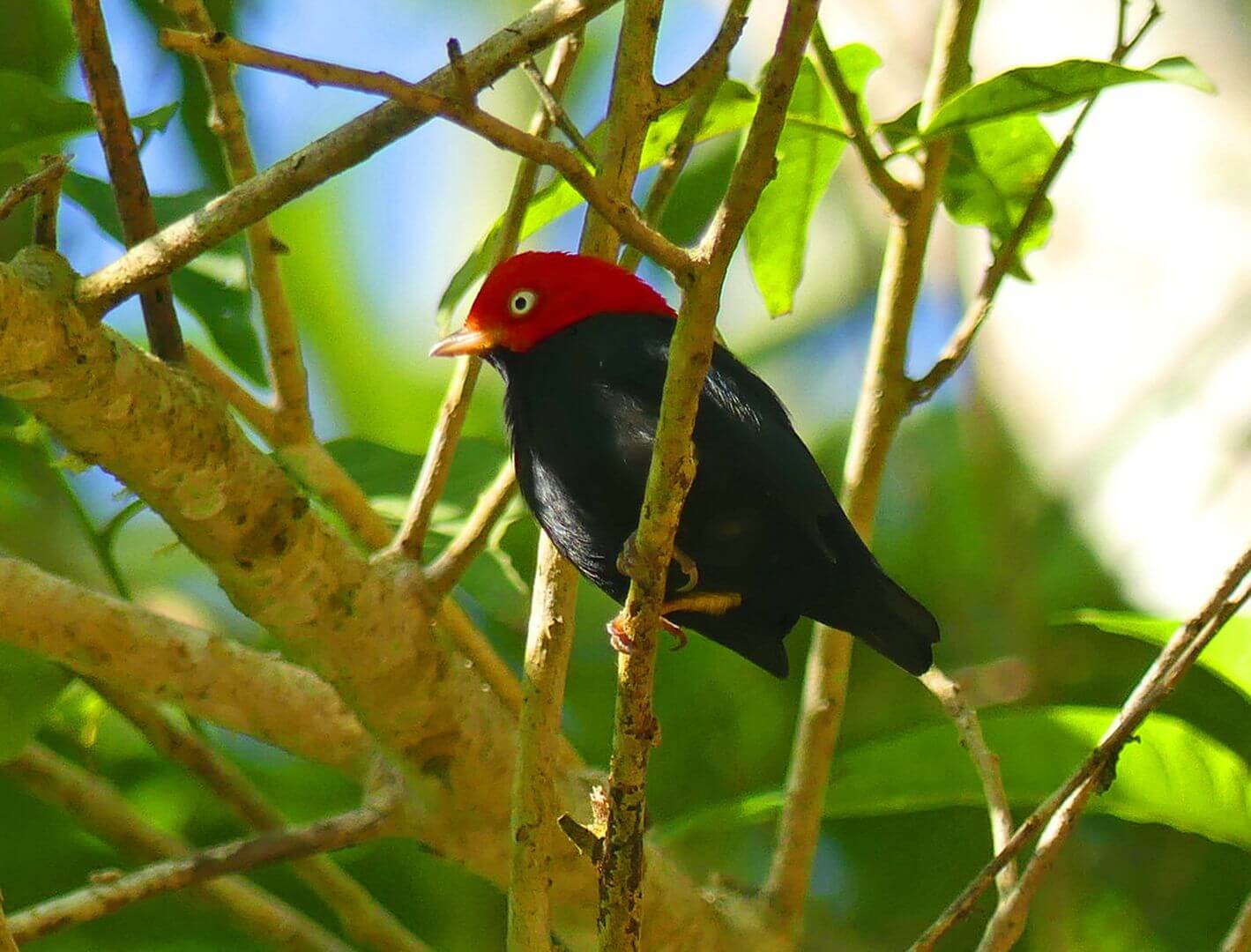 A red-capped manakin perched on a branch in Costa Rica's Carara Biological Reserve, a haven for birdwatchers and wildlife lovers. 