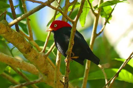 A red-capped manakin perched on a branch in Costa Rica's Carara Biological Reserve, a haven for birdwatchers and wildlife lovers. 