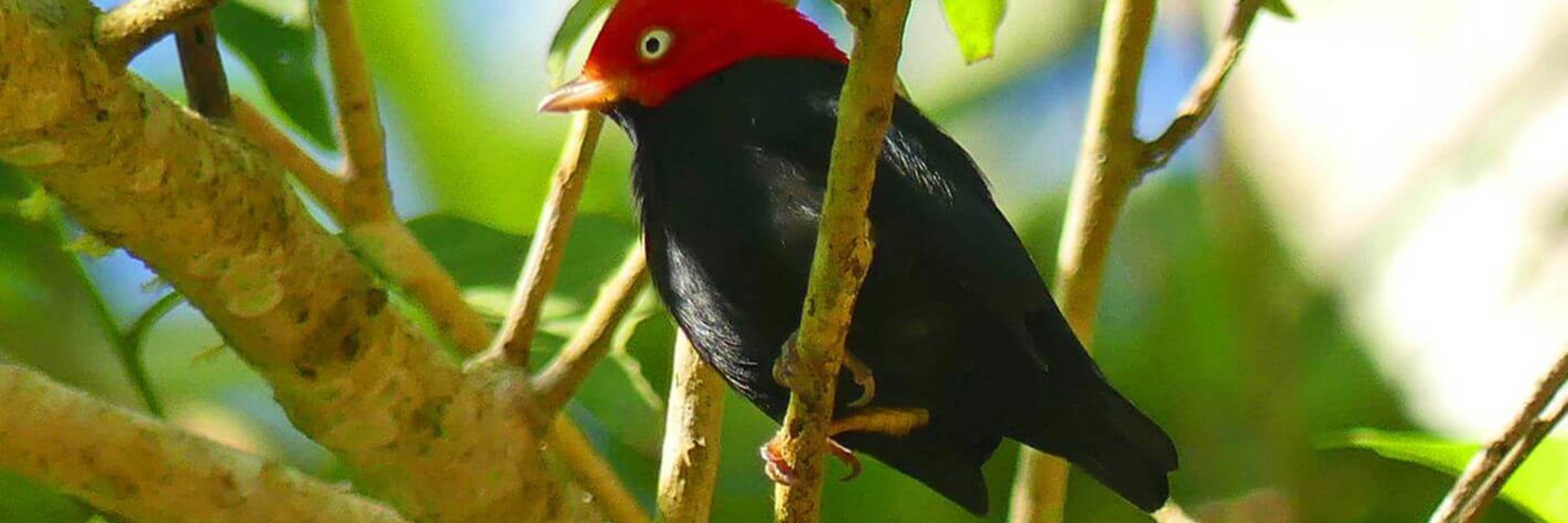 A red-capped manakin perched on a branch in Costa Rica's Carara Biological Reserve, a haven for birdwatchers and wildlife lovers. 