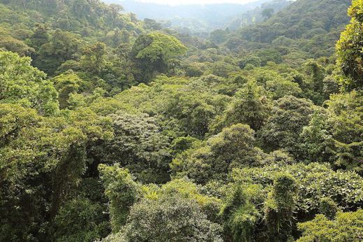 Lush green canopy of the Monteverde Cloud Forest Reserve stretching over rolling hills beneath misty skies. 