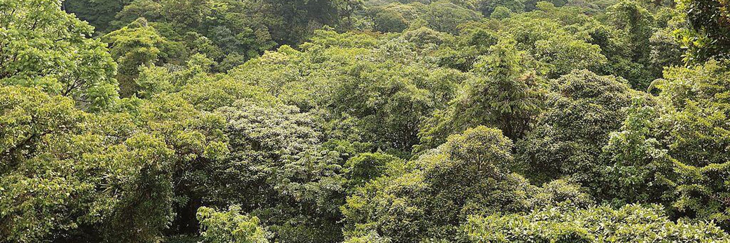 Lush green canopy of the Monteverde Cloud Forest Reserve stretching over rolling hills beneath misty skies. 