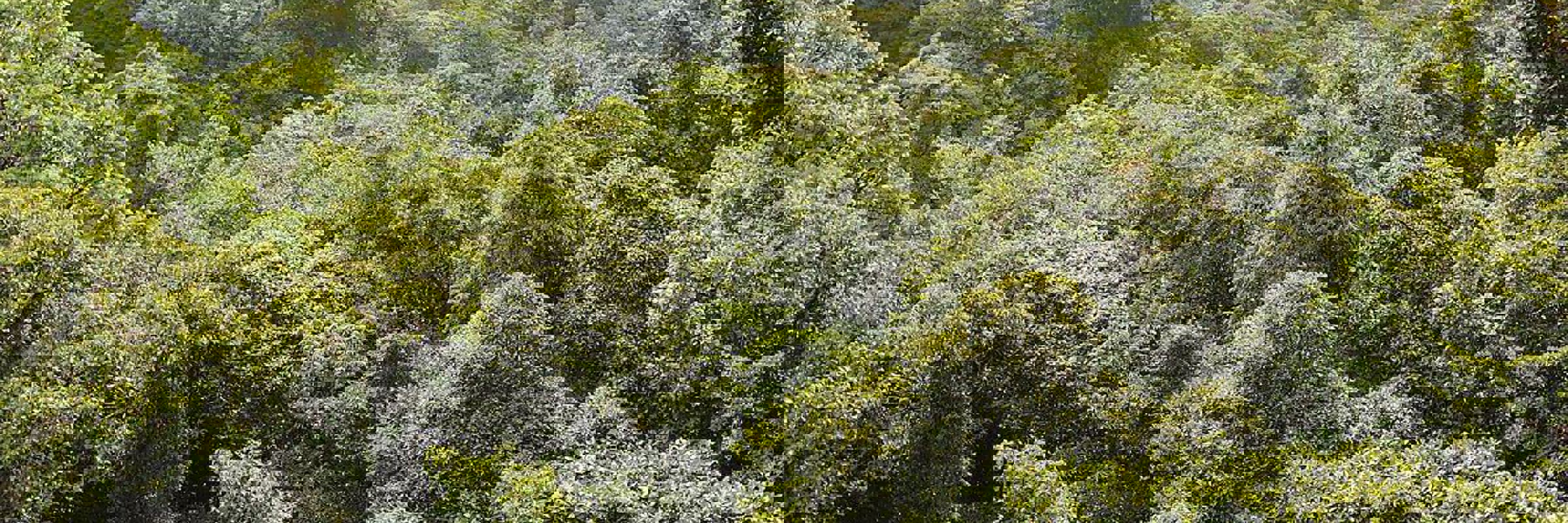 Lush green canopy of the Monteverde Cloud Forest Reserve stretching over rolling hills beneath misty skies. 
