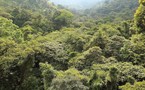 9265 Monteverde Cloud Forest Reserve