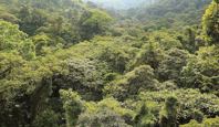 9265 Monteverde Cloud Forest Reserve