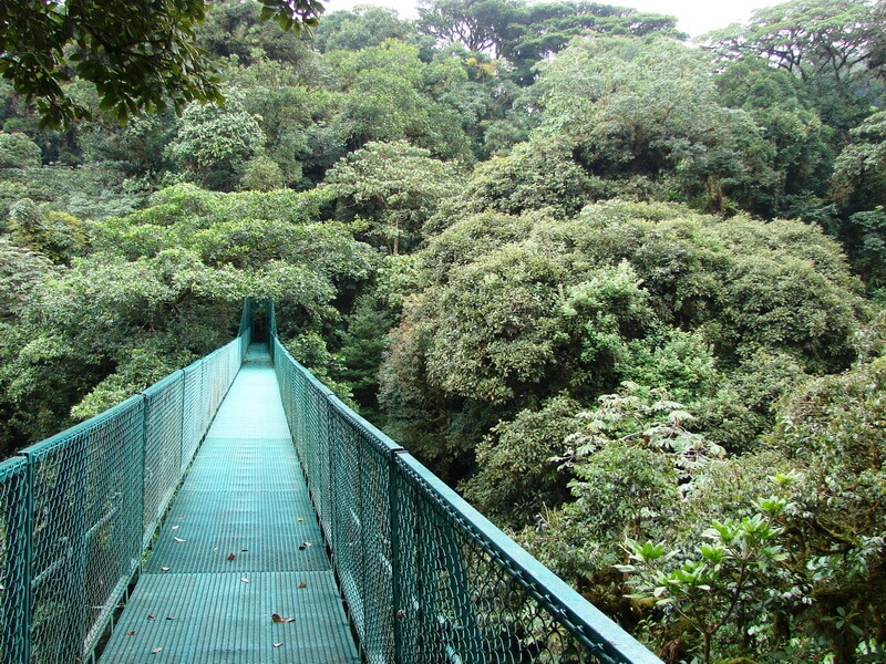A suspension bridge stretches through the dense green canopy of Costa Rica's cloud forest, offering a scenic treetop view.
