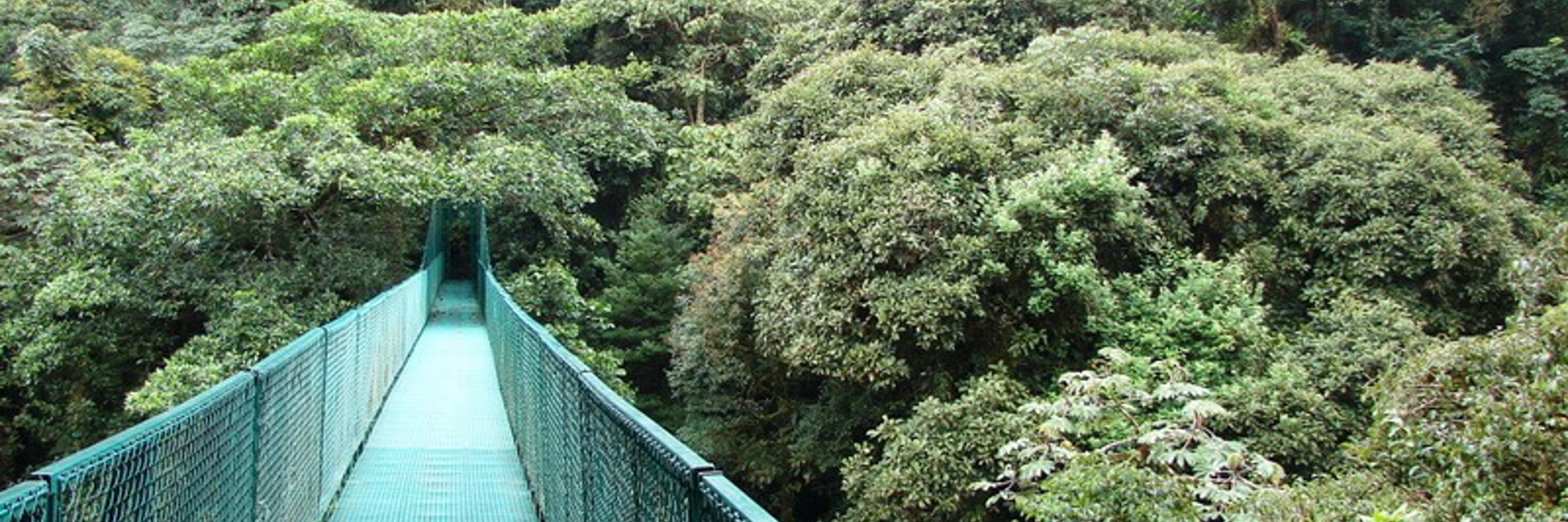 A suspension bridge stretches through the dense green canopy of Costa Rica's cloud forest, offering a scenic treetop view.