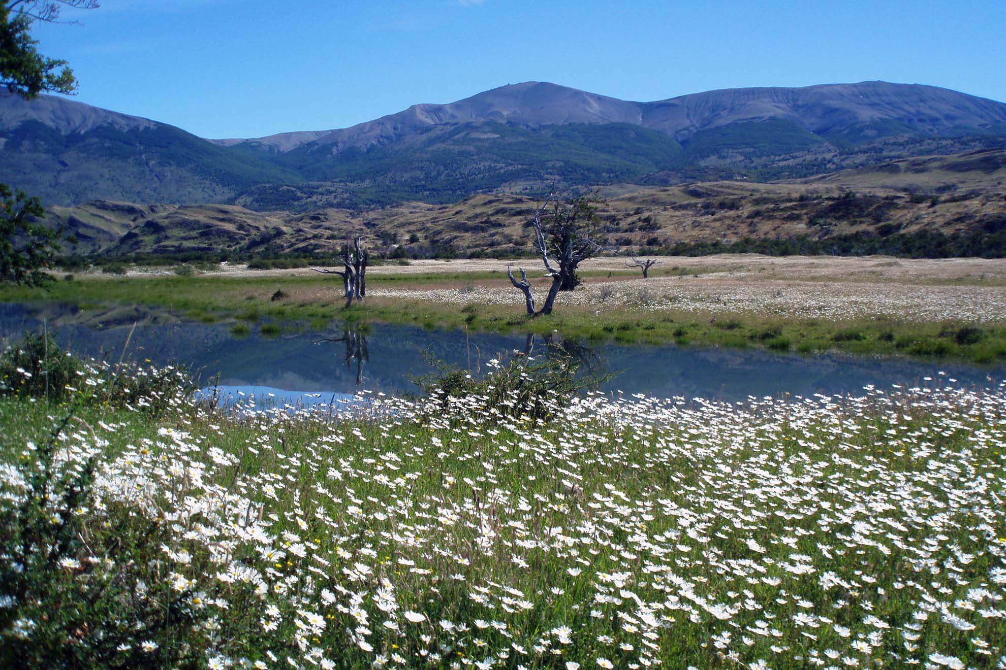 Wildflowers and a peaceful river set the scene in the Enchanted Valley, Torres del Paine, ideal fore horseback riding in Patagonia. 